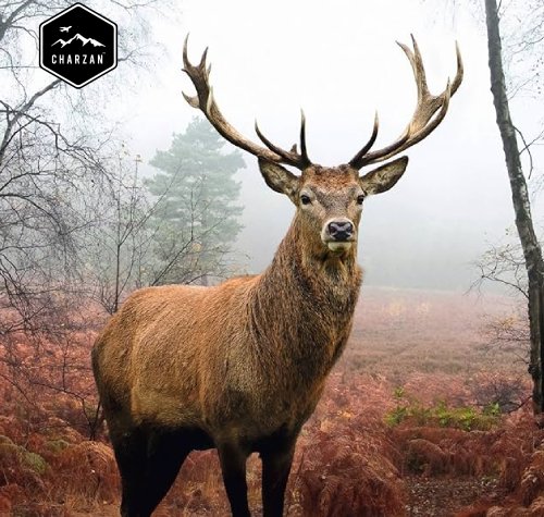 Dachigam National Park : The home of the Kashmir Stag