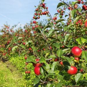 Apple_orchards_kashmir_charzan_holidays