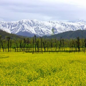 Duksum_valley_charzan_holidays