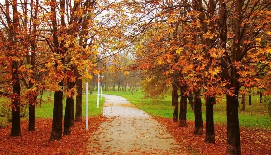 Autumn in Kashmir: A Tapestry of Crimson and Gold