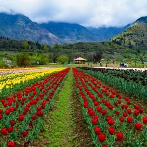 Places to visit in Srinagar