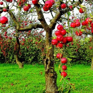 Kashmir_apple_orchads_charzan_holidays