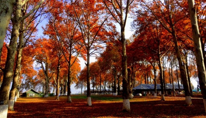 Naseem Bagh, Srinagar: The Fragrant Garden of Tranquility and Beauty