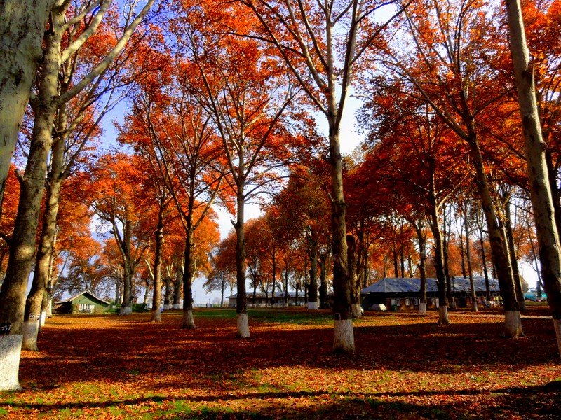 Naseem Bagh, Srinagar : The Fragrant Garden of Tranquility and Beauty