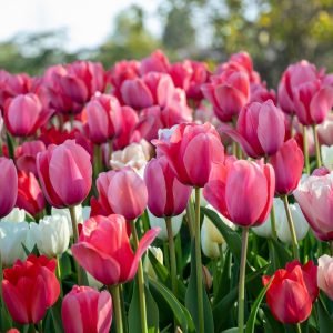 Tulip_garden_Booking_charzan_holidays