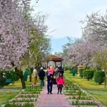 a family with children walking past blooming spring almond trees in badaam wari srinagar charzan holidays