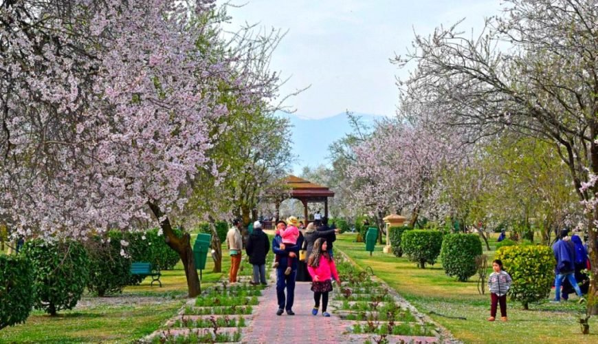 a family with children walking past blooming spring almond trees in badaam wari srinagar charzan holidays