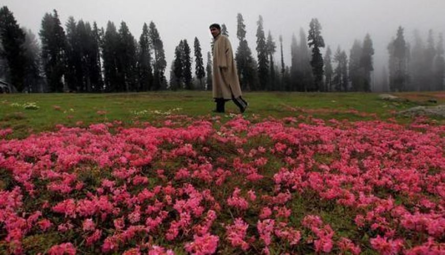 Botapathri in Kashmir: A Hidden Haven of Scenic Tranquility