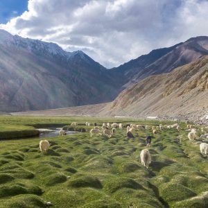 nubra valley_charzan_holidays