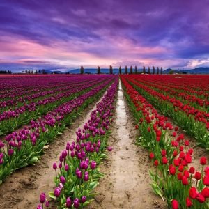 tulip-festival-package_charzan_holidays