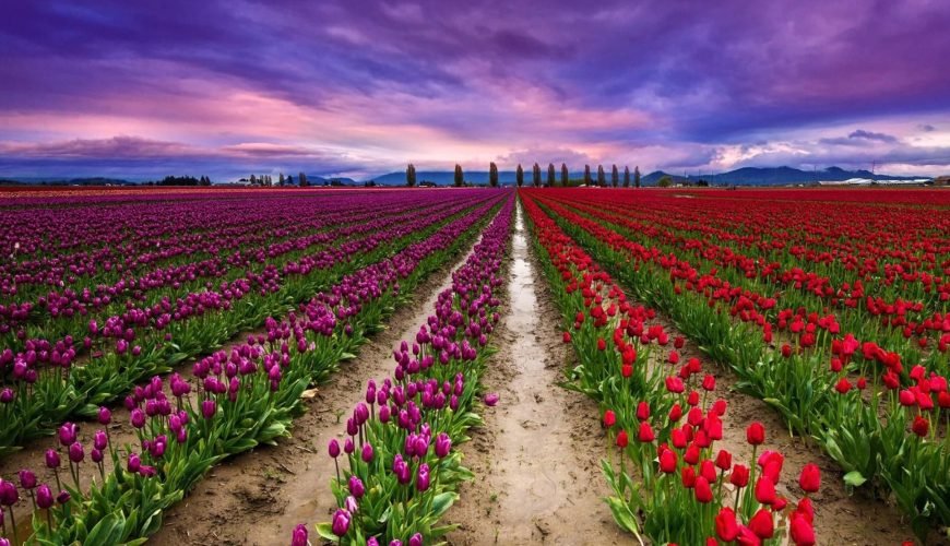 Tulip Garden Ticket Booking, Kashmir