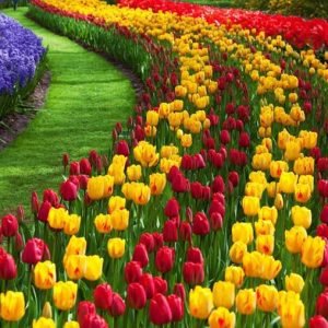 tulip-garden-srinagar_charzan_holidays