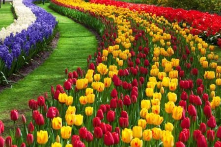 Tulip Festival in Kashmir | 2025