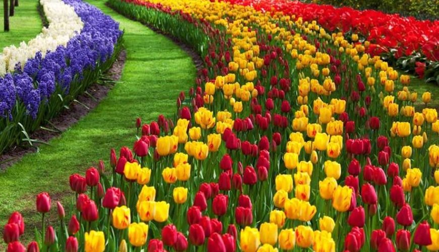 Spring in Kashmir: A Blooming Symphony of Colors and Freshness