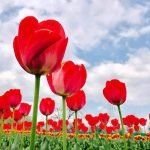 tulip garden srinagar tickets charzan holidays