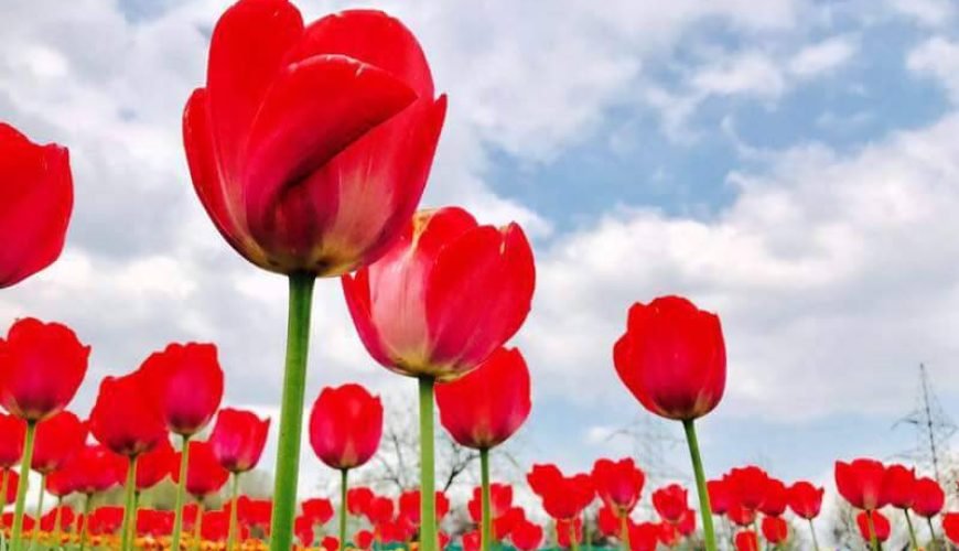 tulip garden srinagar tickets charzan holidays