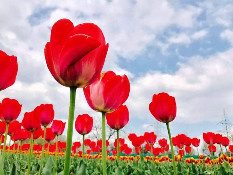 tulip garden srinagar tickets charzan holidays