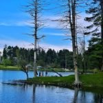 Nilnag Lake: Silent Pulse Beneath a Canopy of Pines