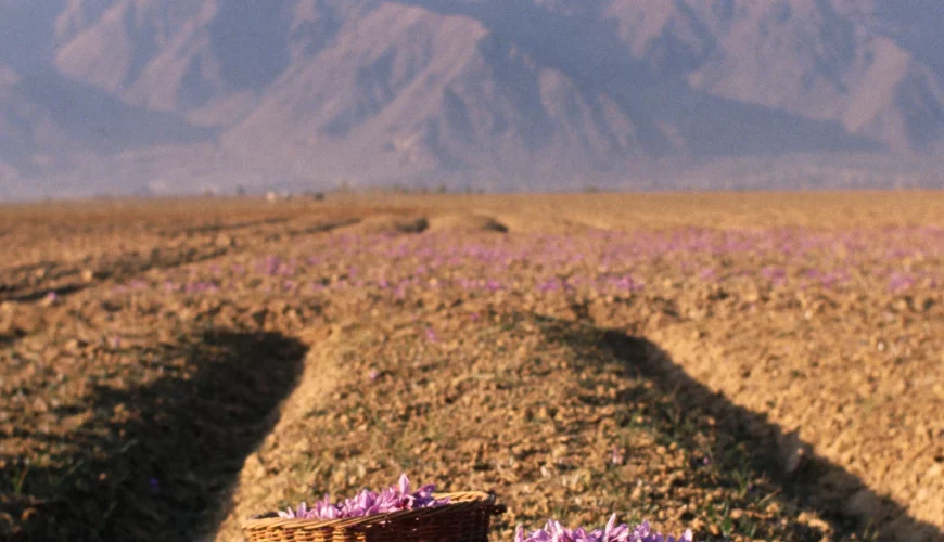 Kashmiri saffron 1 scaled