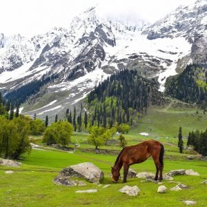 Sonamarg_Kashmir_charzan_holidays