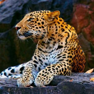 Dachigam National Park Jammu and Kashmir India charzan holidays