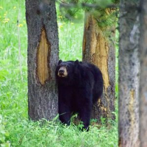 National Parks in Jammu and Kashmir charzan holidays