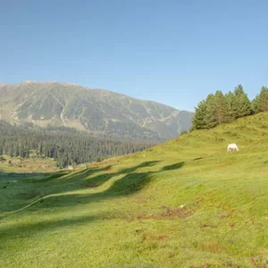 Strawberry Valley in Gulmarg charzan holidays