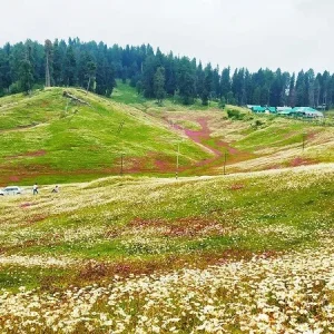 Strawberry Valley in Gulmarg charzan holidays