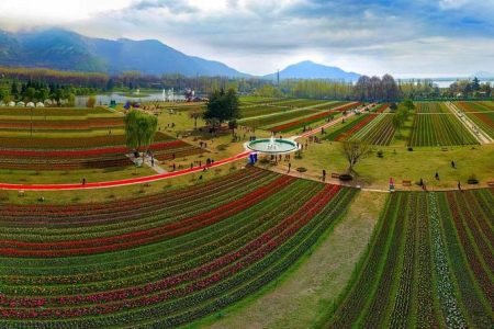 Tulip Festival Kashmir 2025